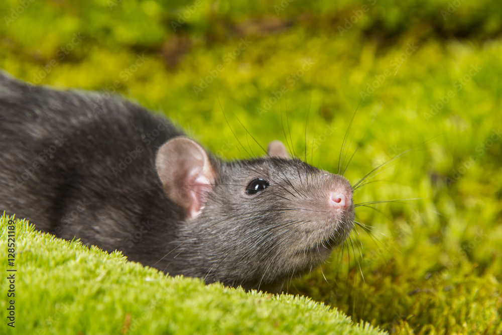 Rattus norvegicus - pet rat Rattus norvegicus - pet rat