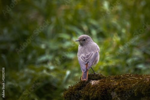 Redstart photo