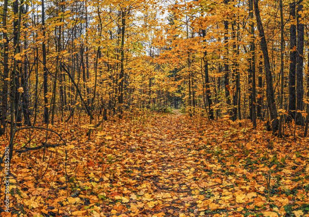 Walk in autumn Park. Walk in autumn Park.