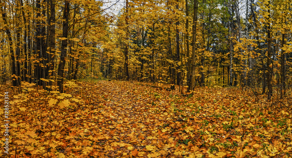 Walk in autumn Park.