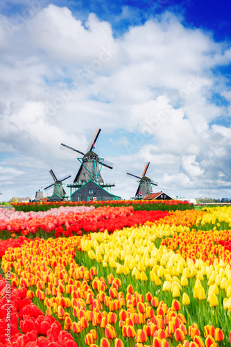 traditional Dutch scenery with windmill of Zaanse Schans at spring with tulips, Netherlands