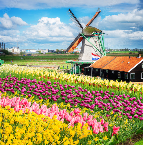 traditional Dutch windmill and fresh tulips rows, Netherlands, toned