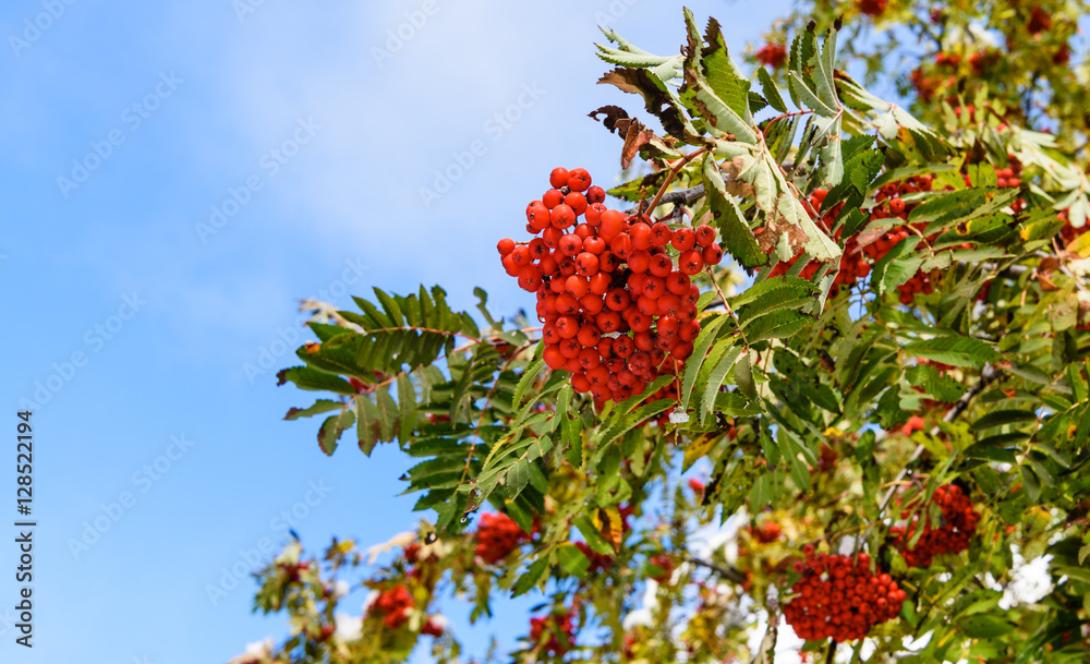 Rowan tree, Close up of bright rowan berries on a tree at sunny day. Rowan tree, Close up of bright rowan berries on a tree at sunny day.