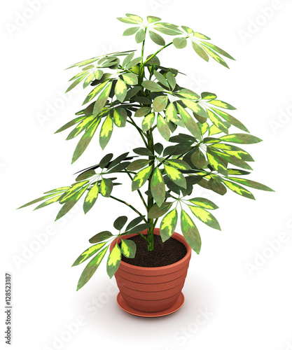 Schefflera Arboricola plant in flower pot photo