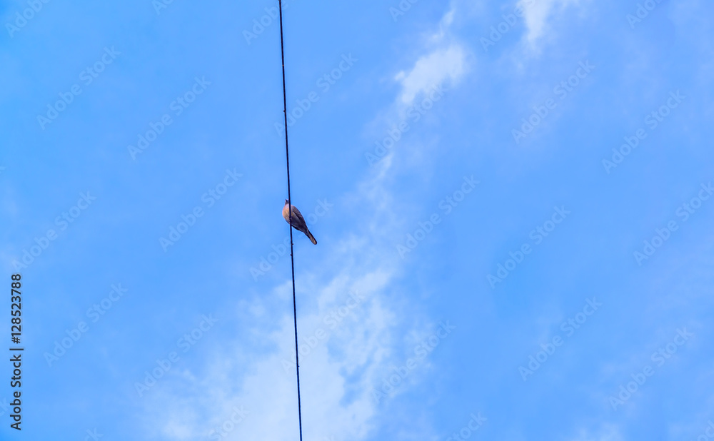 Dove sitting on the power cable with sky