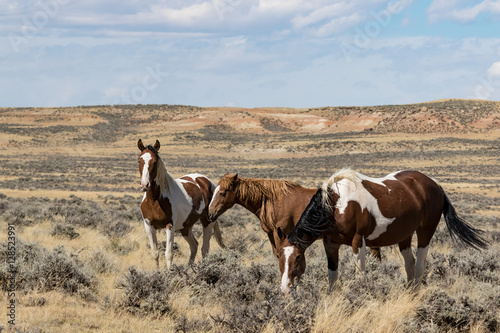 Wild Horses from the McCullough Peaks Herd in Wyoming