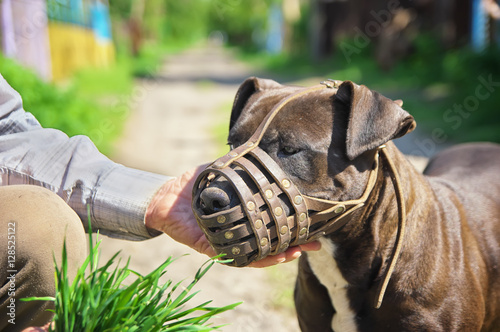 Muzzled dog. Training dog composition