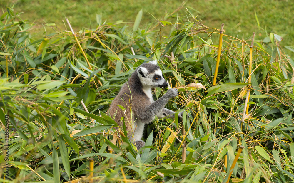 Obraz premium Lemur catta in the bamboo trees