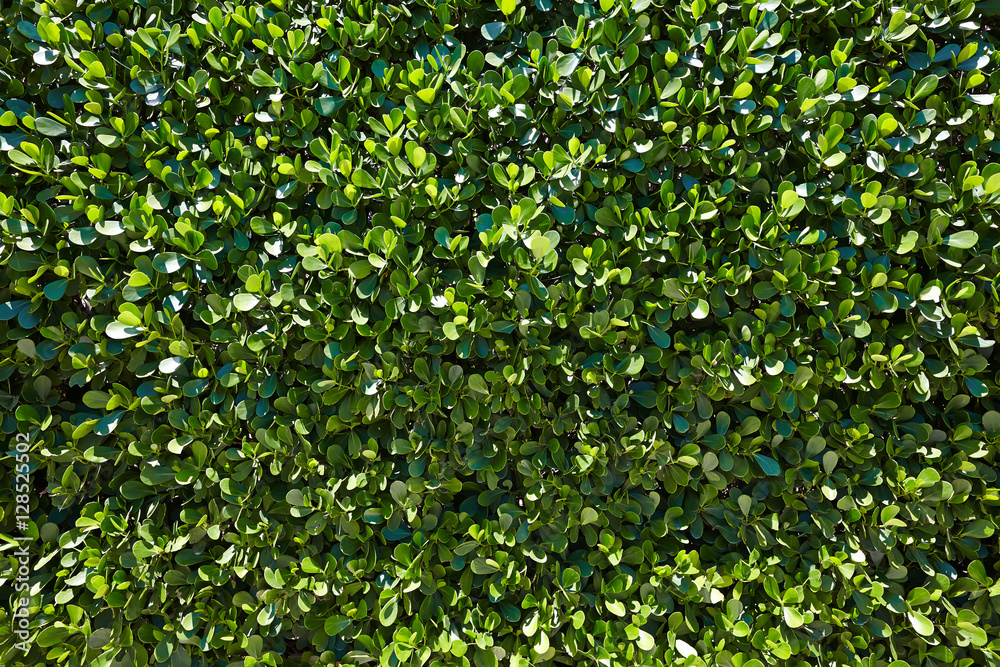 green foliage background