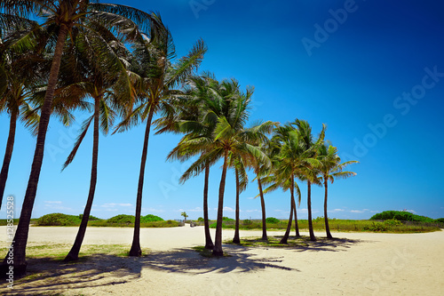 Pathway with coconut palm to the beach in Miami Beach  USA.