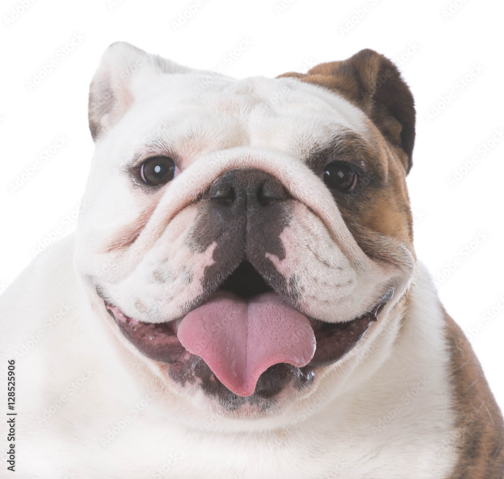 happy bulldog puppy