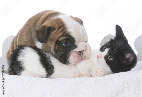 puppy and kitten love