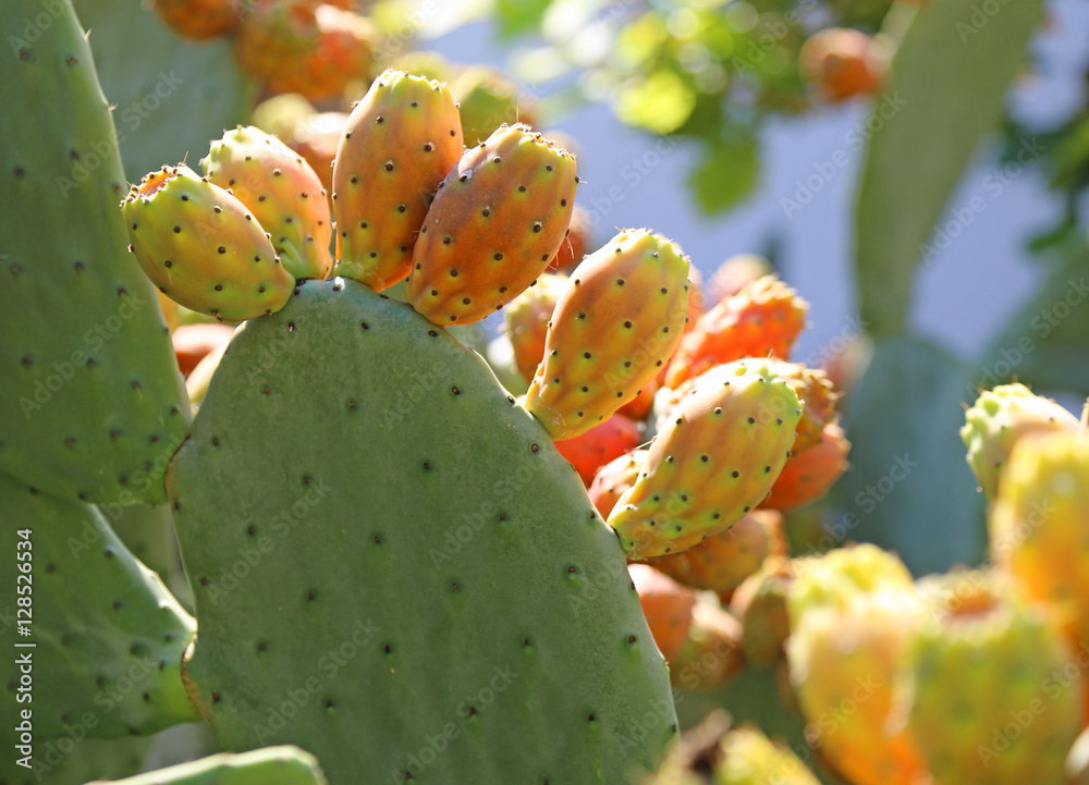 many ripe Indian fig opuntia or Prickly pear many ripe Indian fig opuntia or Prickly pear