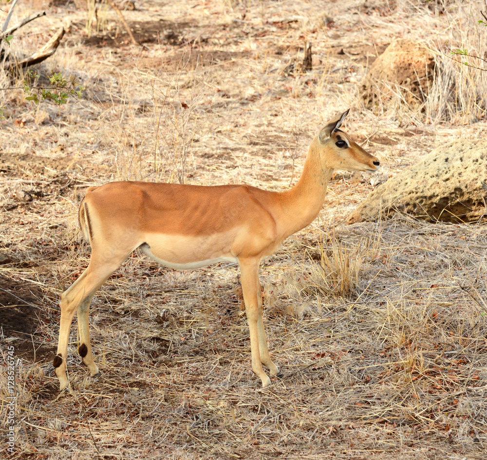 Impala in Kruger National Park Impala in Kruger National Park