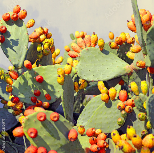 many ripe Indian fig opuntia in the plant photo