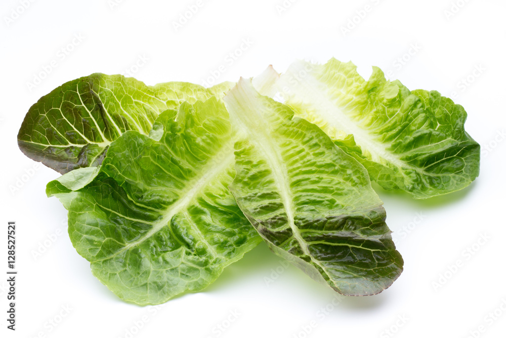 Fototapeta premium Fresh cos lettuce on white background.