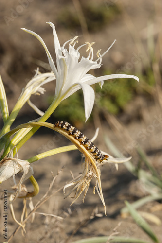 Brithys crini moth caterpillar on sea daffodil photo