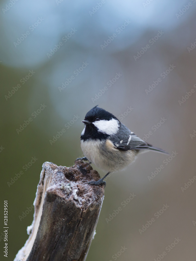 Obraz premium Coal tit (Periparus äter).