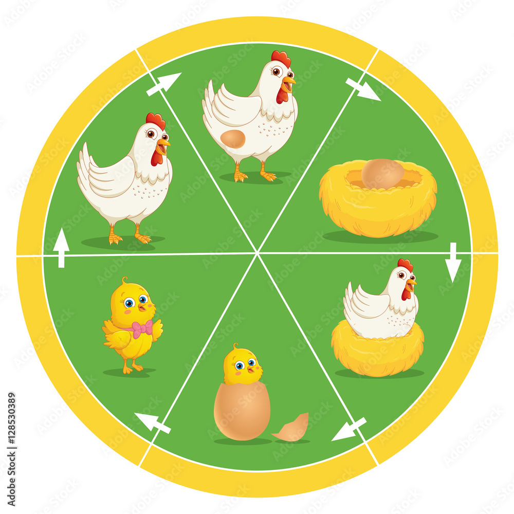 The Life Cycle Of Chicken Vector Illustration Stock Vector | Adobe Stock