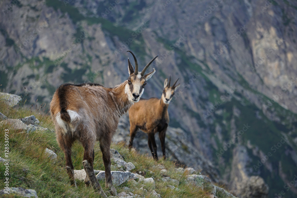 Fototapeta premium Tatra Chamois ( Rupicapra rupicapra tatrica )