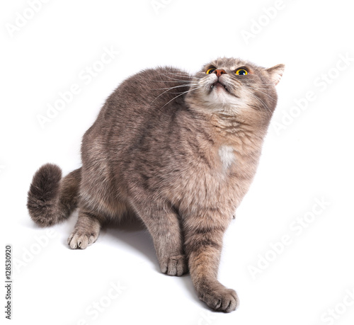 The scared cat has pressed ears and has recoiled back