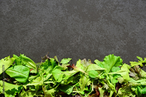 Mixed salad leaves on dark background