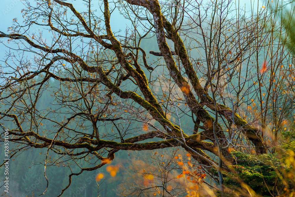 Beautiful autumn colors in mountains, landscape natural view Beautiful autumn colors in mountains, landscape natural view