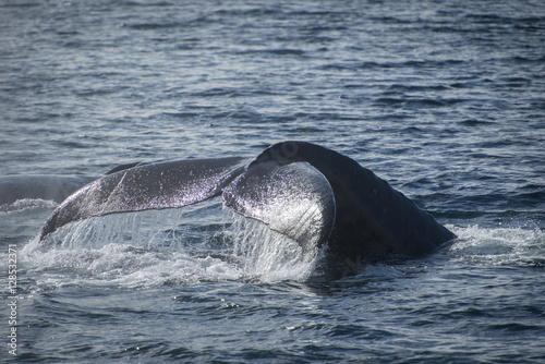 Whale Fluke in Sunshine  Alaska