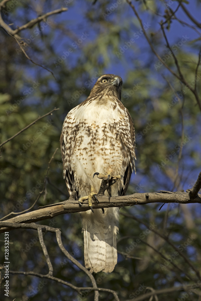 Hawk bird of prey Hawk bird of prey