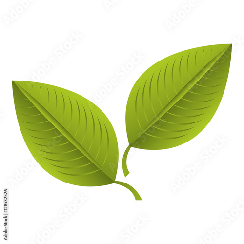 plant leafs isolated icon vector illustration design