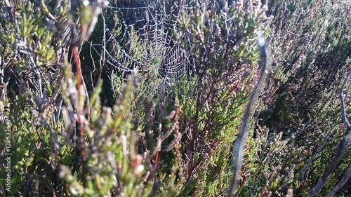 spider web in nature