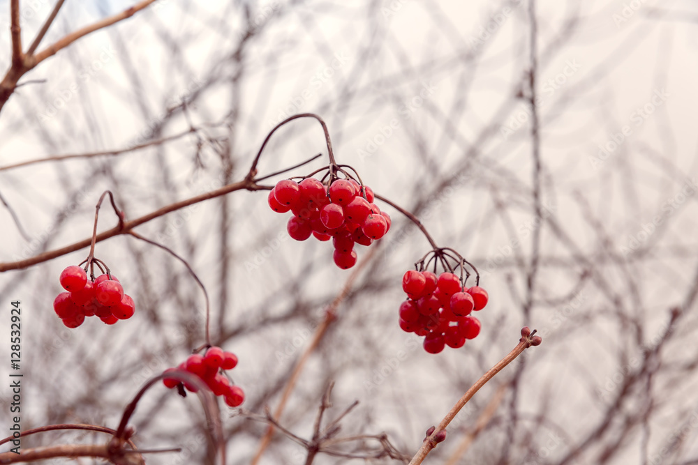 The branch of viburnum on a background sky in cloudy weather. Bunches of red viburnum on a gray background. The branch of viburnum on a background sky in cloudy weather. Bunches of red viburnum on a gray background.