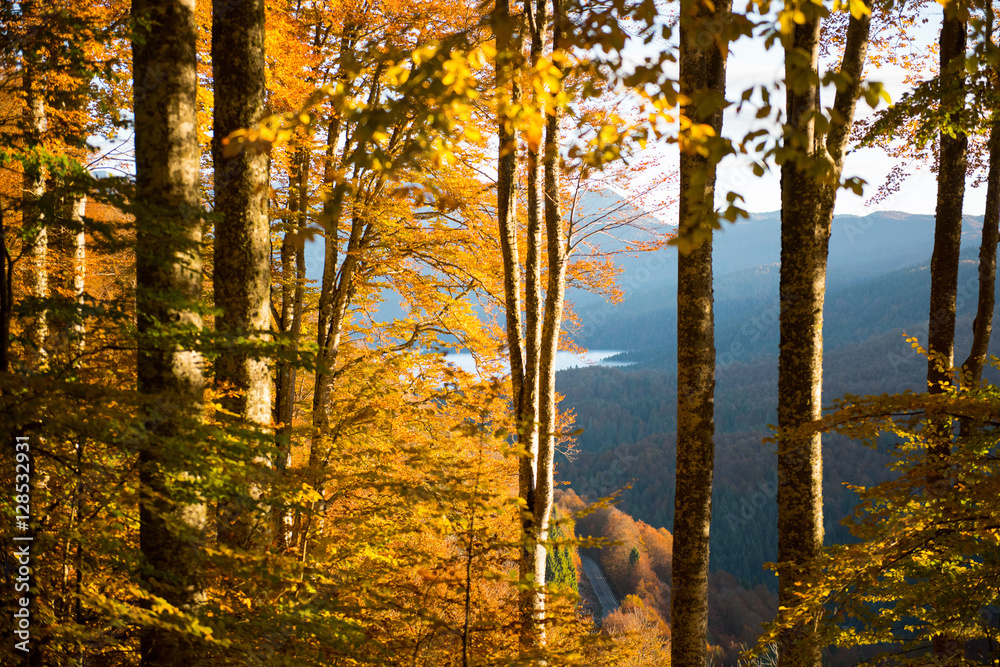 Fototapeta premium Cansiglio