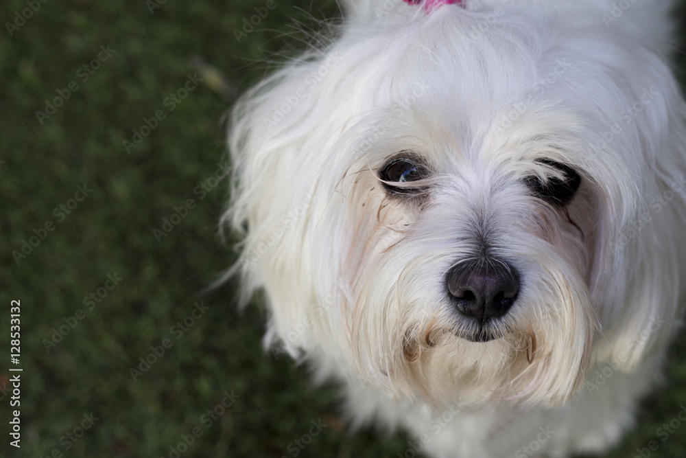 Bichon Maltese. Small white dog. Bichon Maltese. Small white dog.