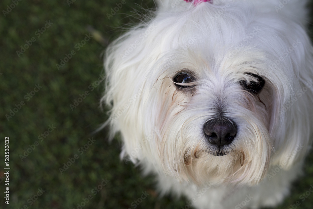 Bichon Maltese. Small white dog.