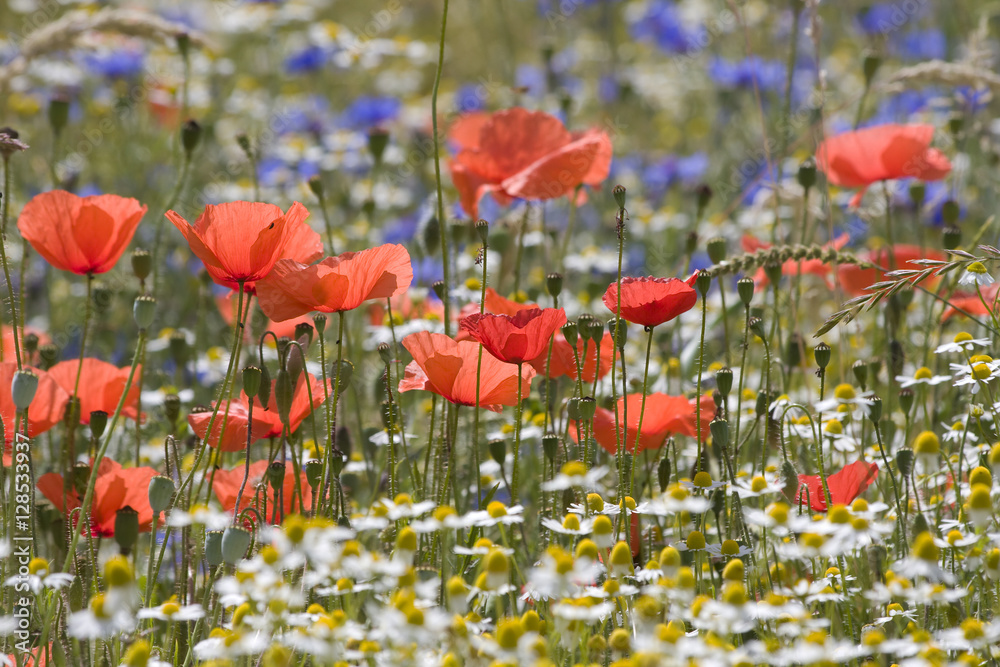 Naklejka premium Bunte Feldblumen
