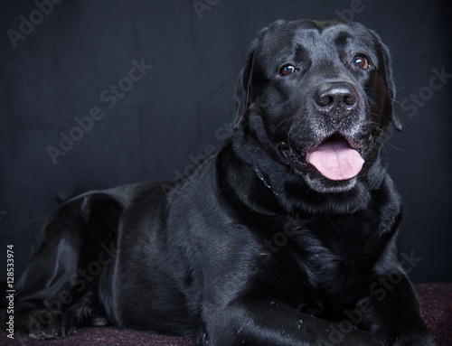 Black labrador retriever