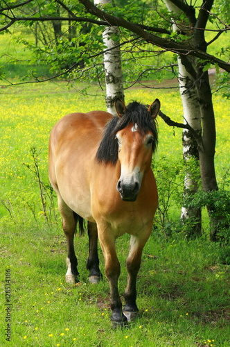 Podobny obraz