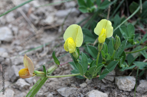 piccoli fiori gialli (Lotus maritimus) photo