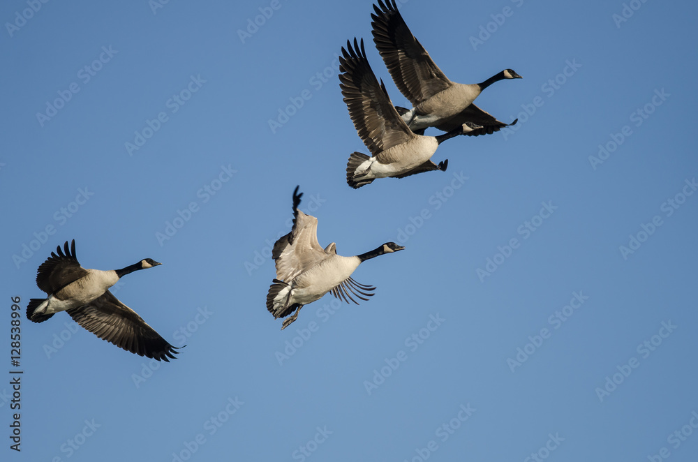 Obraz premium Flock of Canada Geese Flying in a Blue Sky