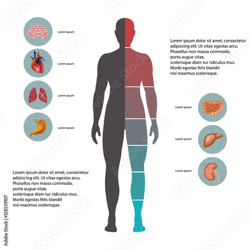 Human body with organs icons. Flat design icons for medical theme. Human anatomy, huge collection of human organs