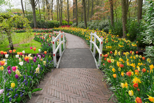 Stone walk way winding in spring formal flower garden Keukenhof, Holland