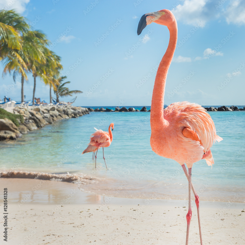 Naklejka premium Trzy flamingi na plaży