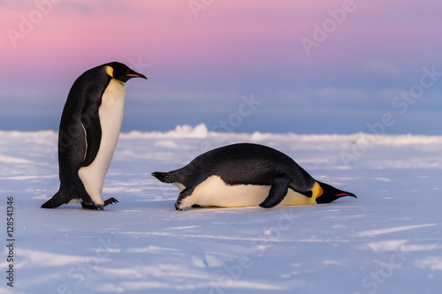 Emperor penguins, one standing one sliding on belly