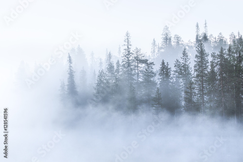 Woodland in fog, Lapland, Finland, Scandinavia, Europe  photo