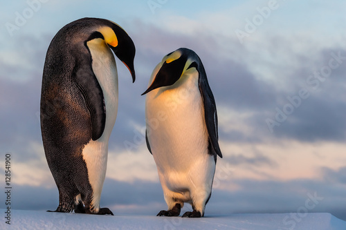 Emperor penguin curiously looking at his friend s belly