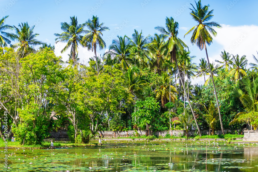 Palm trees and a lake with lilies in Bali Palm trees and a lake with lilies in Bali