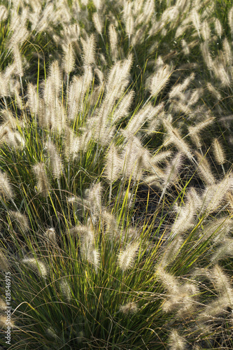 Green Plant Pennisetum Background Selective Focus Vertical