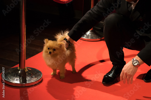 Dog spitz on the red carpet