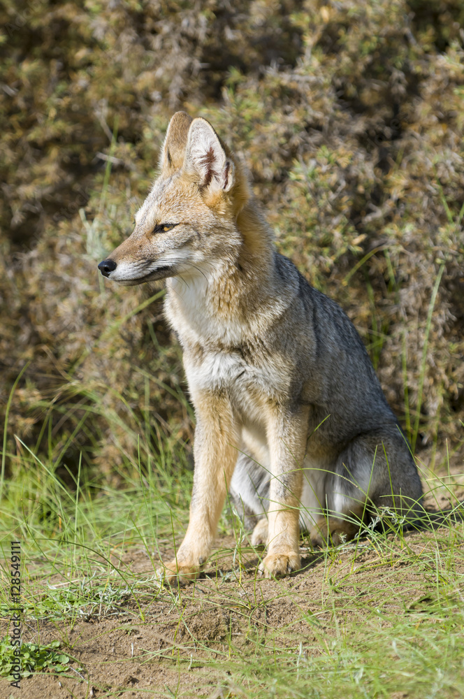 Patagonian grey fox, Argentina